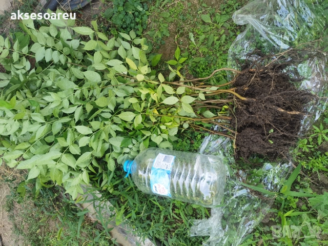 Нова здрава Еводия над метър Фиданки от медоносното дърво на пчеларя разсад високи дръвчета , снимка 16 - Разсади - 51647548