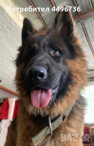 Мъжка немска овчарка за разплод