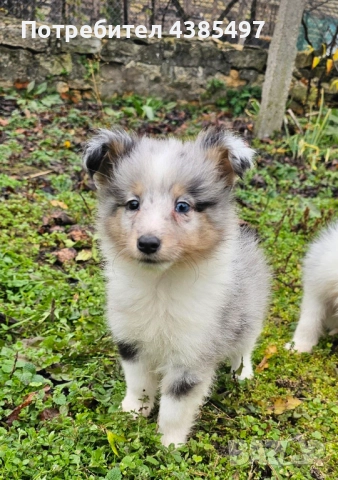 Кученца Шелти женска, снимка 3 - Други - 52802202