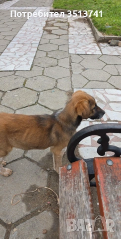 Момиче от Петрич търси своя дом