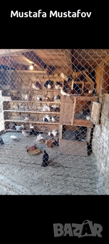 Продавам Фенерлии , снимка 2 - Гълъби - 52861493