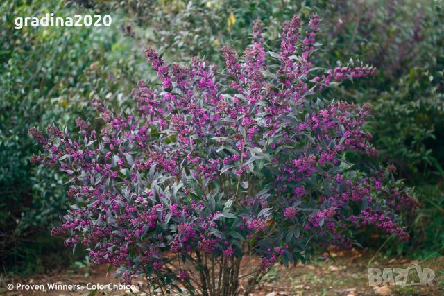 Каликарпа (Callicarpa, Beautyberry), снимка 4 - Градински цветя и растения - 30551512