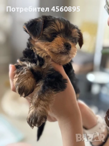 Мини Йорки , снимка 1