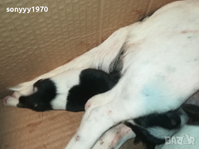 ДЖАК РЪСЕЛ-КУЧЕНЦА 1908251818, снимка 12 - Джак ръсел териер - 51420983