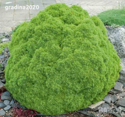 Смърч Алберта Глобе/ Picea glauca var. albertiana 'Alberta Globe', снимка 8 - Разсади - 40645718