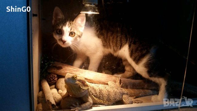 UVА+UVB халогенна и керамична инфраред лампа за терариум + ПОДАРЪК , снимка 2 - Оборудване за аквариуми - 29483668