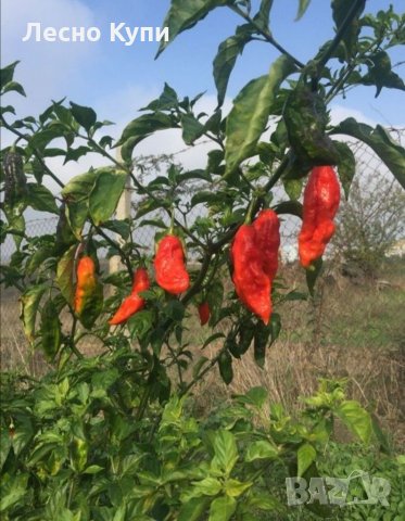 Семена от шестте най-лютите чушки на планетата : 1. Каролина Рийпър (Carolina Reaper) Средна лютивин, снимка 4 - Оранжерии - 31175677