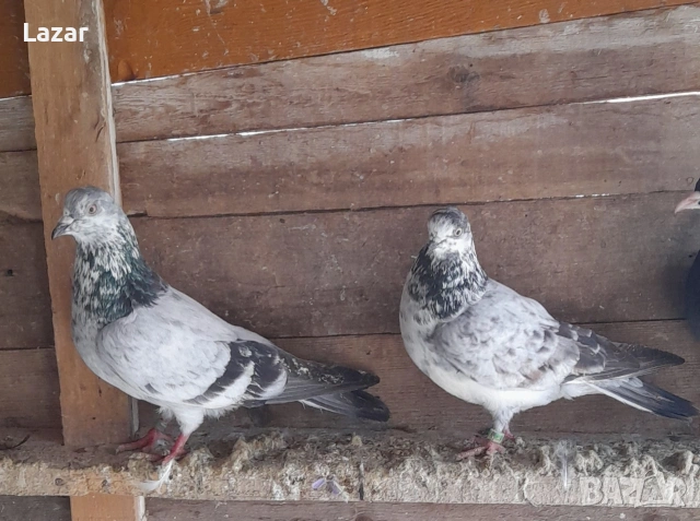 Елитни типлепи кинчес, снимка 2 - Гълъби - 53941935