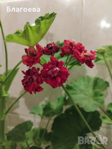 Комплект вкоренени резници Мушкато 10 бр - 6 цвята, снимка 6 - Стайни растения - 44395633