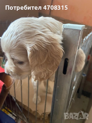 Кокер шпаньол игриво момче ваксина, снимка 6 - Кокер шпаньол - 54226067