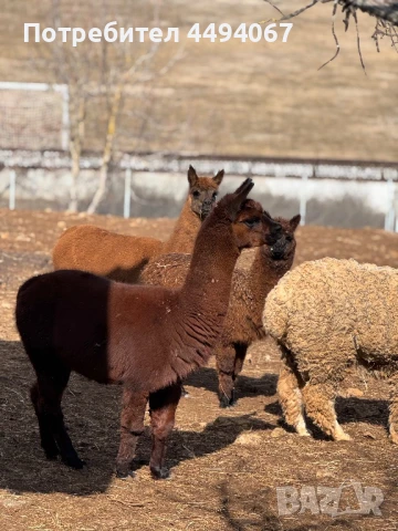 Продават се лами и алпаки