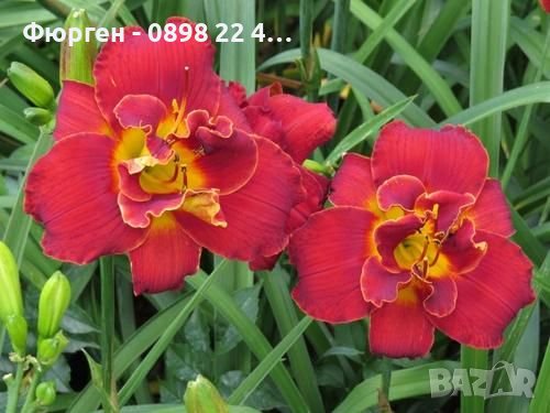 Хемерокалис (Hemerocallis) Double Red Royale, снимка 4 - Разсади - 36680739