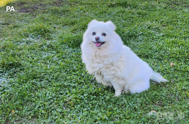 Продавам женски померан , снимка 3 - Померан - 52732304