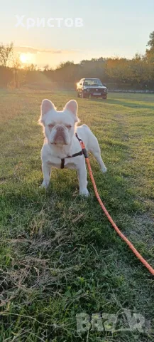 Мъжко флуфи (флъфи) за разплод, снимка 12 - Френски булдог - 46959509