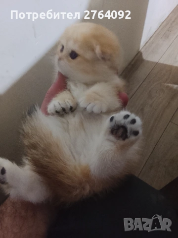 продавам шотландски клепоухи котета, снимка 9 - Чинчили - 53878883