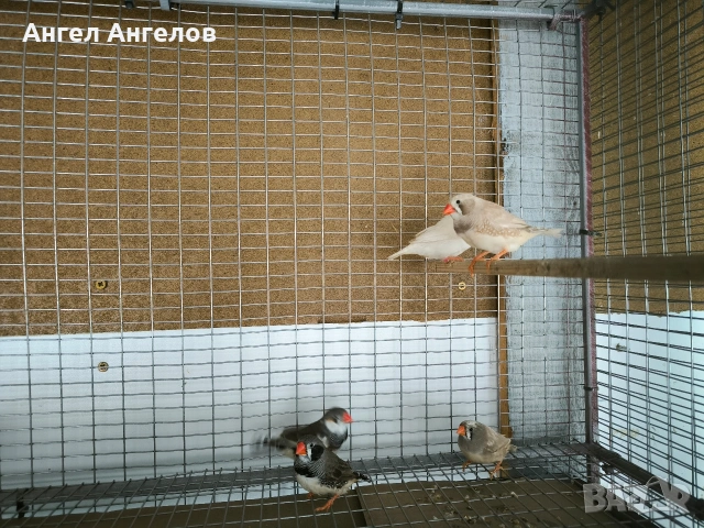 ПРОМОЦИЯ !!!зеброви амадини , снимка 4 - Амадини - 53243397