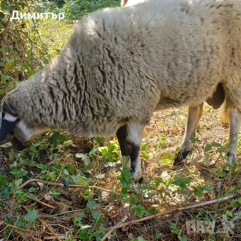 мъжко шиле овне, снимка 2 - Овце - 55873961