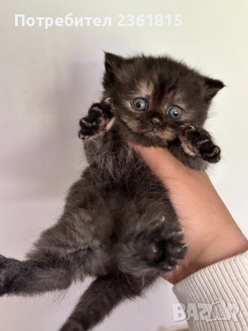 Шоколадово британче, снимка 2 - Британска късокосместа - 54311571