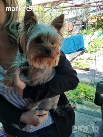 Йорки момиче