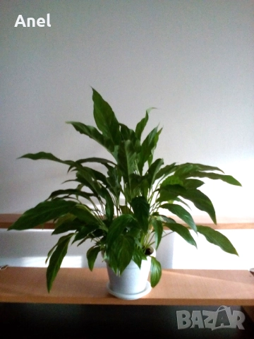 Красив голям Спатифилум / Лилия на мира + пулверизатор за пръскане на листата, снимка 3 - Стайни растения - 48694365