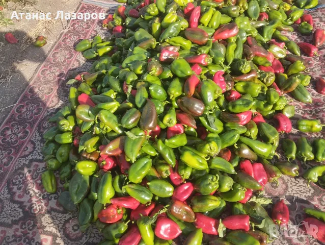 Продавам зелена капия на едро, снимка 6 - Градински цветя и растения - 56442222