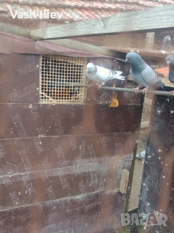 Има Бодан шанан Раде Матик кинчати 30 евро за бройка , снимка 2 - Гълъби - 54014898