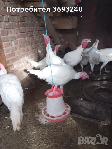 Продавам млади пуйки, от тази година, снимка 3 - Папагали - 48580789