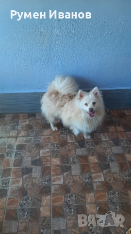 Немски шпиц 