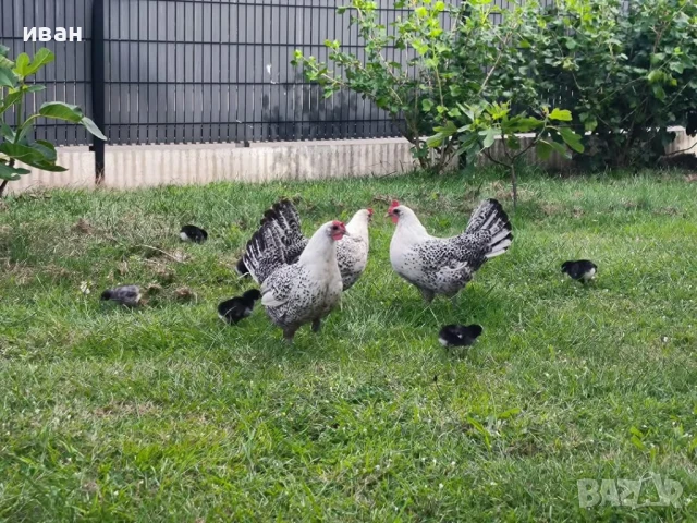 Свободни яйца от Сребърно Брезе Бантам -единствени в България вкарани в България лично от мен , снимка 9 - Кокошки и пуйки - 51155392