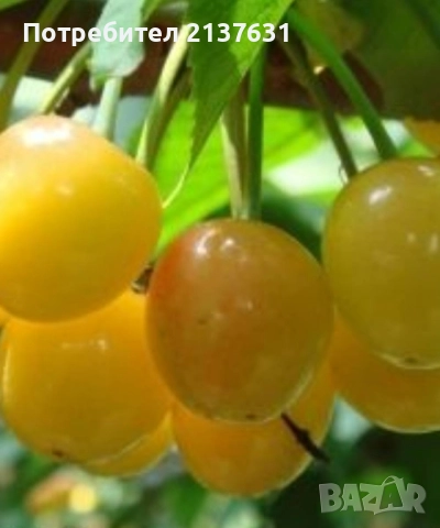 ДРЪВЧЕТАТА за засаждане : орех Пекан , боровинка ,КАЙСИЯ , ПРАСКОВА, КИВИ , МУШМУЛА и др, снимка 9 - Разсади - 40146781