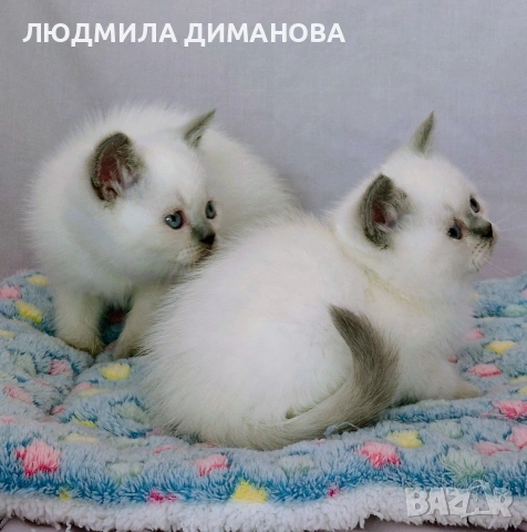 Шотландски със сини очи. Мъжки женски , снимка 4 - Британска късокосместа - 53042870