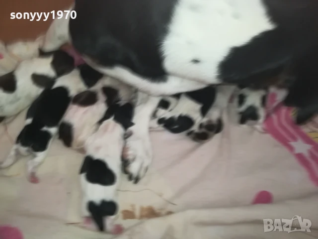 ДЖАК РЪСЕЛ БЕБЕТА-РОДЕНИ 11.08.25г 1208251833, снимка 18 - Джак ръсел териер - 51343492