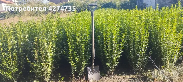 🌿Лигуструм - Жив плет🌿(0.70лв), снимка 4 - Разсади - 47670163