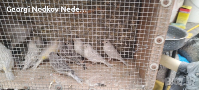 Продавам канари , снимка 6 - Канари - 53072331