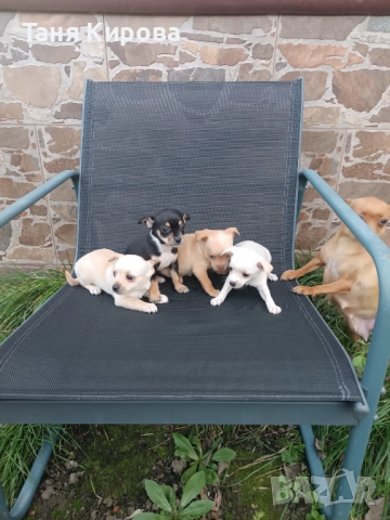 Малки пинчерчета, снимка 2 - Пинчер - 52975157