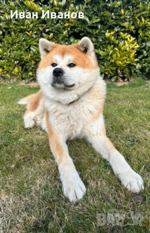 Акита Ину Женска