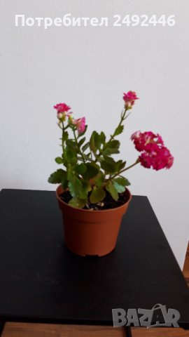 Каланхое, снимка 2 - Стайни растения - 36771154