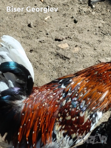 джинки различни цветове млади мъжки и женски 