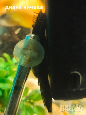 обурудван аквариум с рибки , снимка 4 - Рибки - 52796615