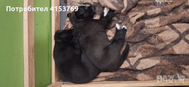 Подарявам кученца