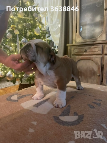 Английски булдог, снимка 2 - Английски булдог - 52881442