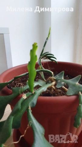 Epiphyllum anguliger кактус зигзаг, снимка 4 - Стайни растения - 49747854