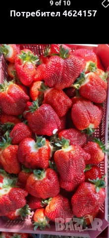 Продавам разсад ягоди, снимка 8 - Сортови семена и луковици - 54183157