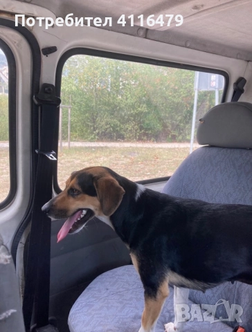 Куче в спешна нужда от нов дом, снимка 5 - Други - 52942967