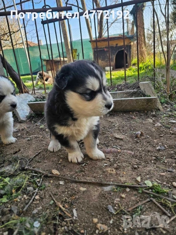 Малки Сибирски Хъскита, снимка 2 - Хъски - 53917126