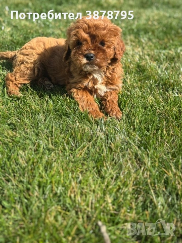 Плюшки❤️, снимка 4 - Други - 53911372