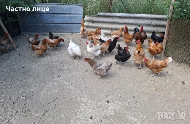 Продавам млади кокошки , снимка 2 - Кокошки и пуйки - 55719255