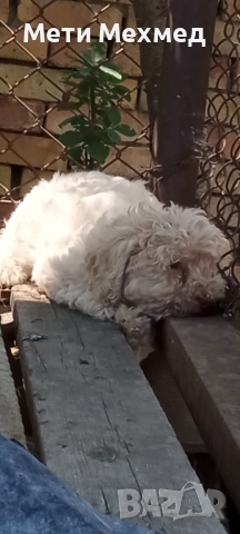 лагото, снимка 10 - Други - 51213827