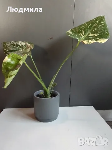 Monstera Thai Constellation /Монстера Тай Констеллейшъ, снимка 7 - Стайни растения - 55930077