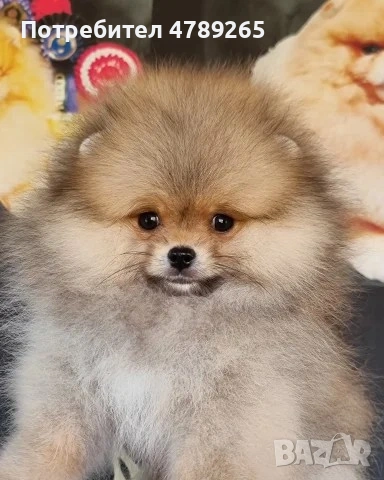 Померан Джудже с Родословие , снимка 3 - Померан - 54125324